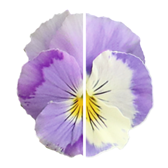 Віола вітроку ампельна Хайфлаєр F1 Light violet shades 5 драже Benary
