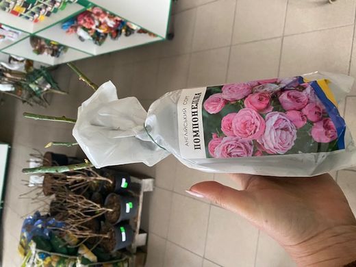 Троянда чайно-гібридна Верано, саджанці класу АА, Україна
