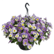 Віола вітроку ампельна Хайфлаєр F1 Light violet shades 5 драже Benary