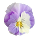 Віола вітроку ампельна Хайфлаєр F1 Light violet shades 5 драже Benary