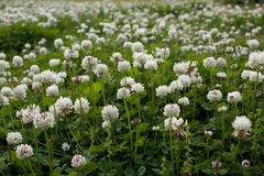 Газон Ривендел Клевер белый /1кг весовой/  DLF Trifolium  Дания