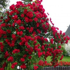 Троянда плетиста Бельканто (Belkanto)