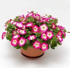 Петуния каскадная Фотофиниш F1 Rose morn 5 драже Syngenta Flowers