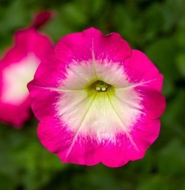 Петуния каскадная Фотофиниш F1 Rose morn 5 драже Syngenta Flowers