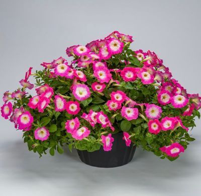 Петуния каскадная Фотофиниш F1 Rose morn 5 драже Syngenta Flowers