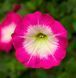 Петуния каскадная Фотофиниш F1 Rose morn 5 драже Syngenta Flowers