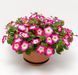 Петуния каскадная Фотофиниш F1 Rose morn 5 драже Syngenta Flowers