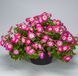 Петуния каскадная Фотофиниш F1 Rose morn 5 драже Syngenta Flowers