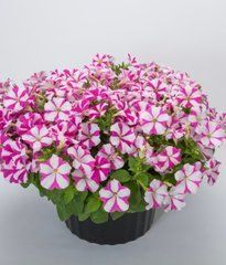 Петуния каскадная Фотофиниш F1 Rose star 5 драже Syngenta Flowers