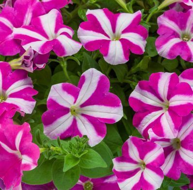 Петунія каскадна Фотофініш F1 Rose star 5 драже Syngenta Flowers