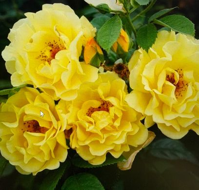 Троянда плетиста Голден Гейт