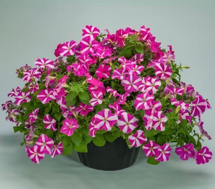 Петунія каскадна Фотофініш F1 Rose star 5 драже Syngenta Flowers