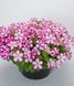 Петунія каскадна Фотофініш F1 Rose star 5 драже Syngenta Flowers