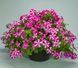 Петунія каскадна Фотофініш F1 Rose star 5 драже Syngenta Flowers
