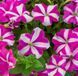 Петунія каскадна Фотофініш F1 Rose star 5 драже Syngenta Flowers