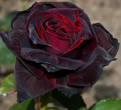 Роза плетистая Черная королева, саженцы класса АА, Украина