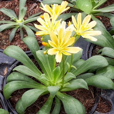 Левізія туполиста Еліза Golden yellow 5 шт Benary, Німеччина