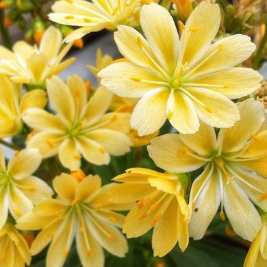 Левізія туполиста Еліза Golden yellow 5 шт Benary, Німеччина