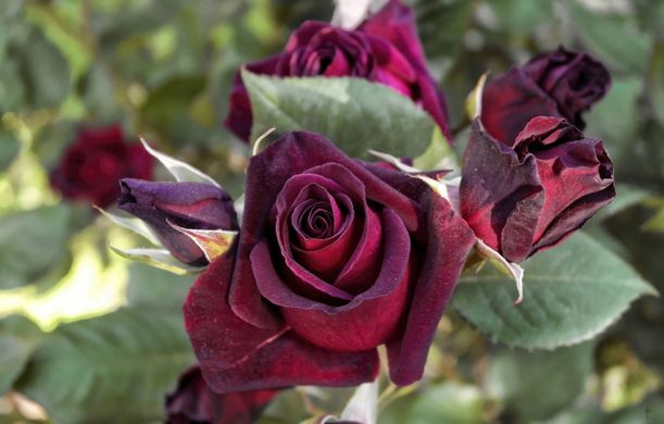 Троянда плетиста Чорна королева, саджанці класу АА, Україна
