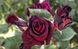 Троянда плетиста Чорна королева, саджанці класу АА, Україна