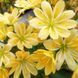 Левізія туполиста Еліза Golden yellow 5 шт Benary, Німеччина