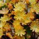 Левізія туполиста Еліза Golden yellow 5 шт Benary, Німеччина