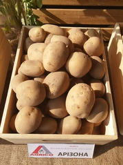 Насіннєва (посадкова) картопля Арізона 1 репродукція /2,5кг/ AGRICO