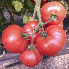 Томат Фламинго F1 /100шт/ Dorsing Seeds США