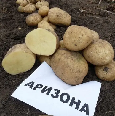 Насіннєва (посадкова) картопля Арізона 1 репродукція /2,5кг/ AGRICO