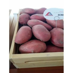 Семенной (посадочный) картофель Эсми 1 репродукция /2,5кг/ AGRICO