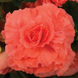 Бегония клубневая Америгибрид F1 Coral Salmon 10 драже Pan American