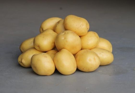 Семенной (посадочный) картофель Констанс 1 репродукция /2,5кг/ AGRICO