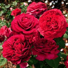 Роза английская Роза 4 ветров, саженцы класса АА, Украина