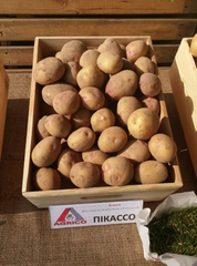 Насіннєва (посадкова) картопля Пікассо 1 репродукція /2,5кг/ AGRICO