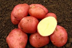 Насіннєва (посадкова) картопля Белла роза 1 репродукція /2,5кг/ AGRICO