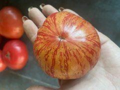 Томат Разрисованная леди /30шт/ Частная коллекция "YES! Огород"