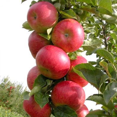 Яблучне дерево - це стовпчик останіно