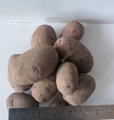 Насіннєва картопля Торнадо 5кг IPM Potato, Голландія 1репродукція
