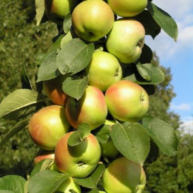 Яблучне дерево - це стовпчаста малеха