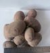 Насіннєва картопля Торнадо 5кг IPM Potato, Голландія 1репродукція