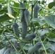 Огірок Лютояр F1 /50шт/ Yuksel Seed, Туреччина