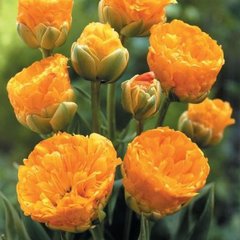 Тюльпан махровый многоцветковый  DOUBLE BEAUTY OF APELDOORN 12+ Нидерланды