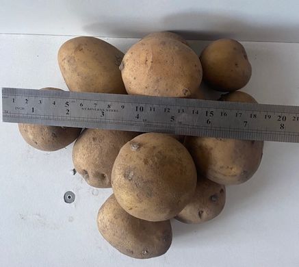 Насіннєва посадкова картопля Сенсейшн 5кг IPM Potato, Голландія 1репродукція