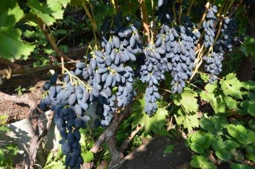 Академічний виноград (пам’ять Дженеєва)