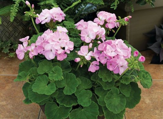 Пеларгонія садова Пінто F1 Lavander 5шт насіння Syngenta Flowers