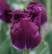 Тюльпан бахромчастий PURPLE CRYSTAL 11/12 Нідерланди