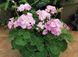 Пеларгонія садова Пінто F1 Lavander 5шт насіння Syngenta Flowers