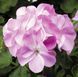 Пеларгонія садова Пінто F1 Lavander 5шт насіння Syngenta Flowers