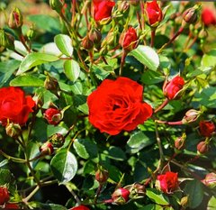 Роза плетистая миниатюрная Ред каскад