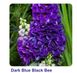 Дельфініум Делфіна Dark Blue Blek Bee /10шт/ Syngenta Flowers Нідерланди